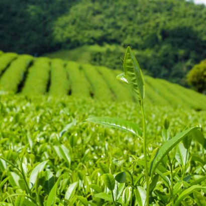 tea-leaf-field