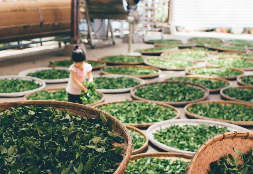 loose-leaf-green-tea
